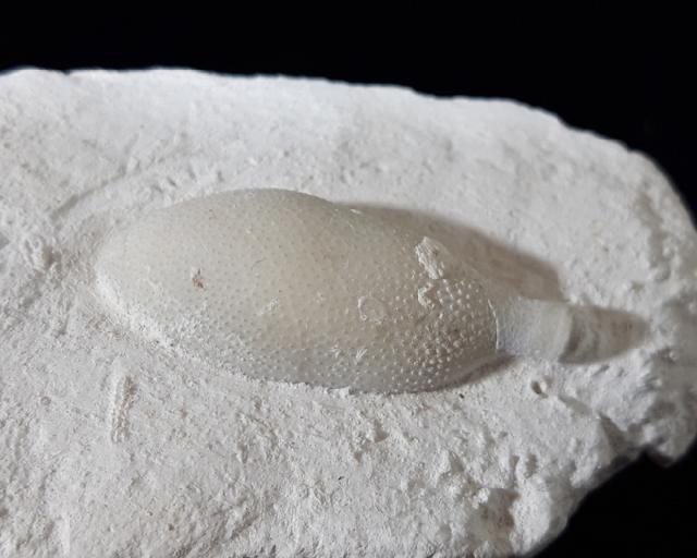 Stachel eines Tylocidaris baltica (SCHLTER 1892) - Bild © FossNet FossilienStore